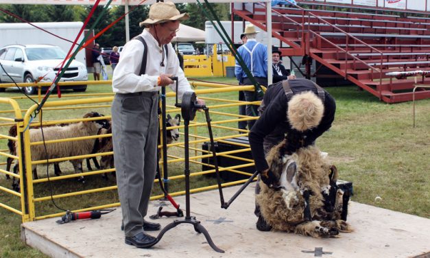 Sheep shearing at Stormont County Fair