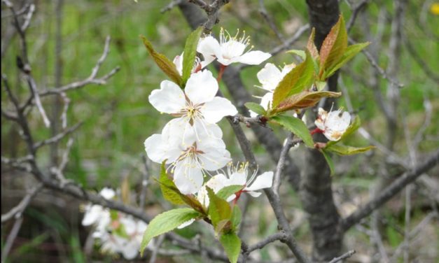 Russell Township’s flowering tree?