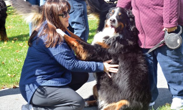 A fall walk in Winchester with furry friends