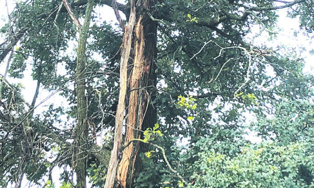 Summer lightning storm kills twenty-nine cattle in Mountain