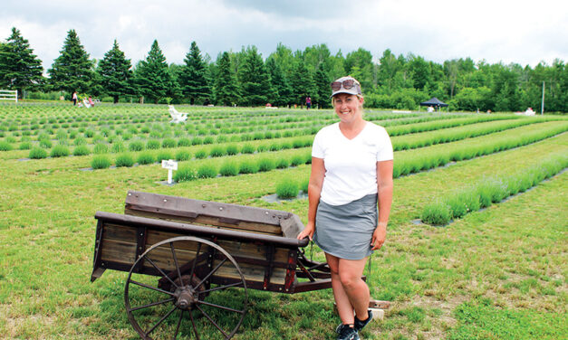 Lavender farm opens in North Stormont