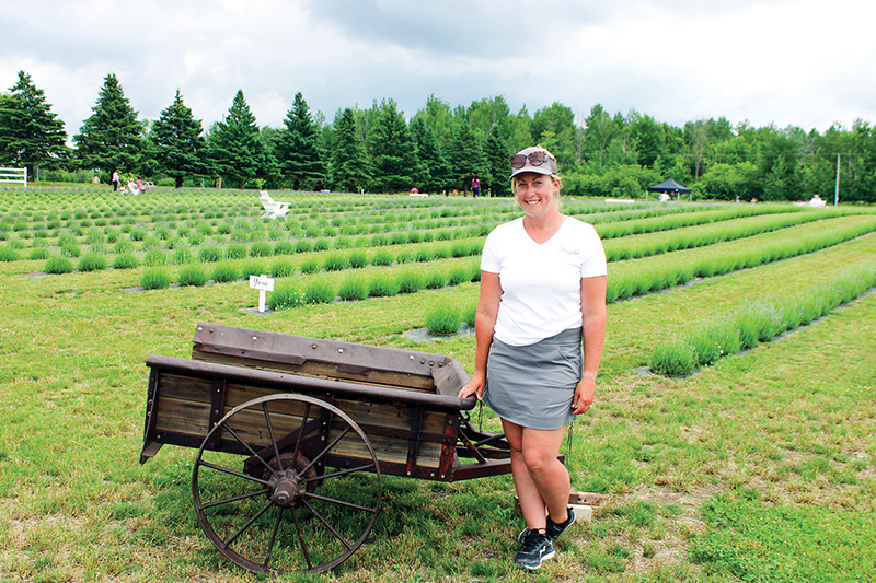 Lavender farm opens in North Stormont