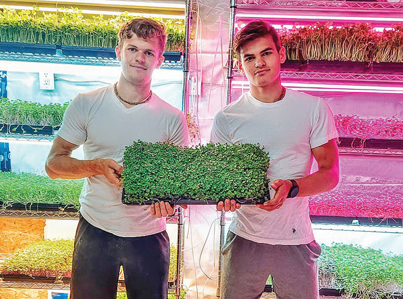 Golokal Microgreens – adding flavour and colour to your diet