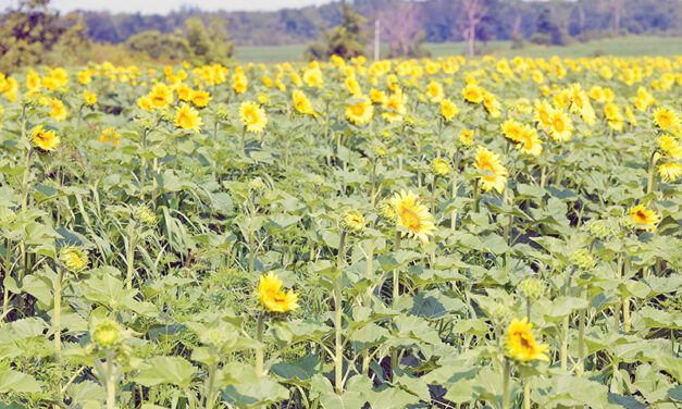 Finch Recreation First Annual Garden Tour a blooming great idea