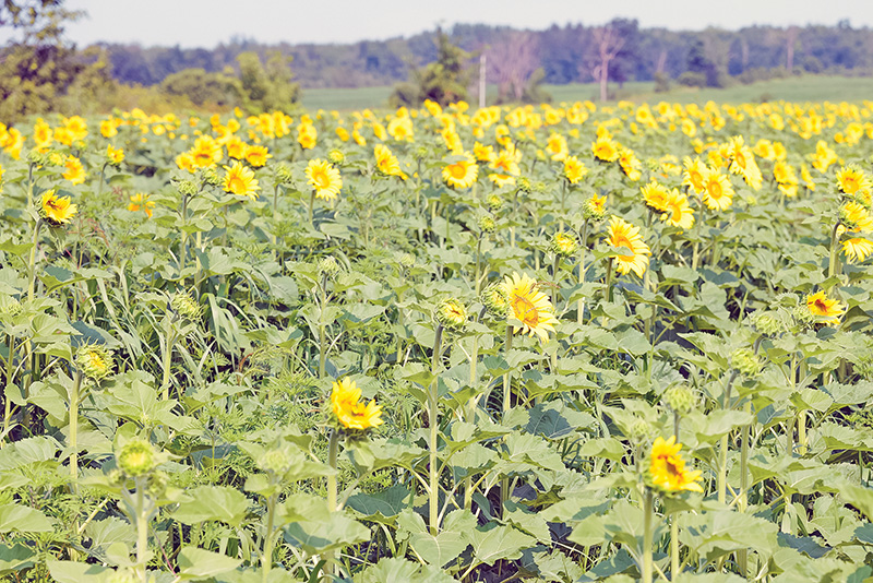 Finch Recreation First Annual Garden Tour a blooming great idea