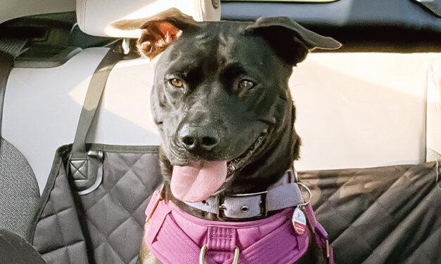 Travelling with your four-legged best friend will soon be much more complicated